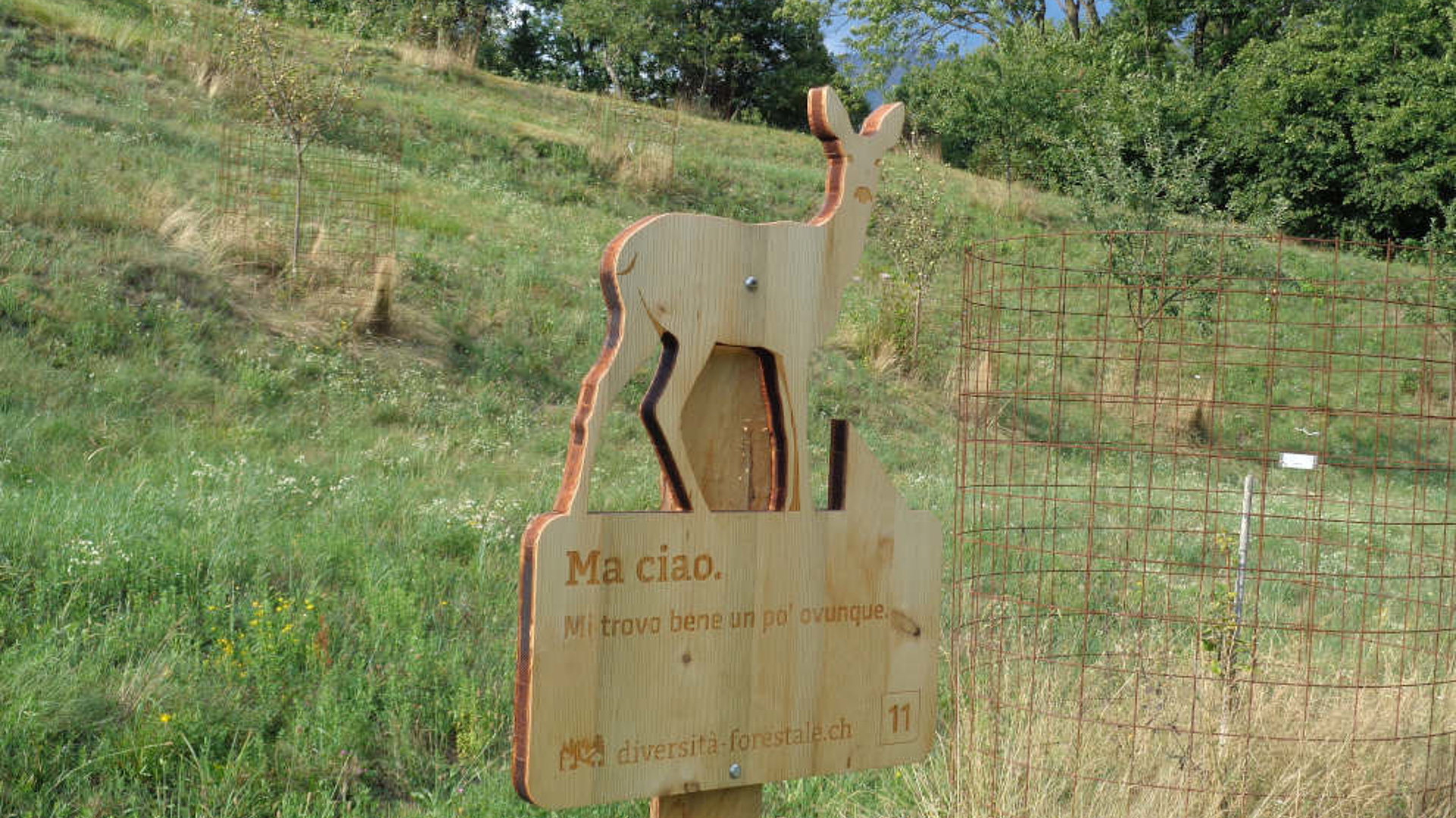 Animali del bosco: specie affascinanti che vivono tra alberi e