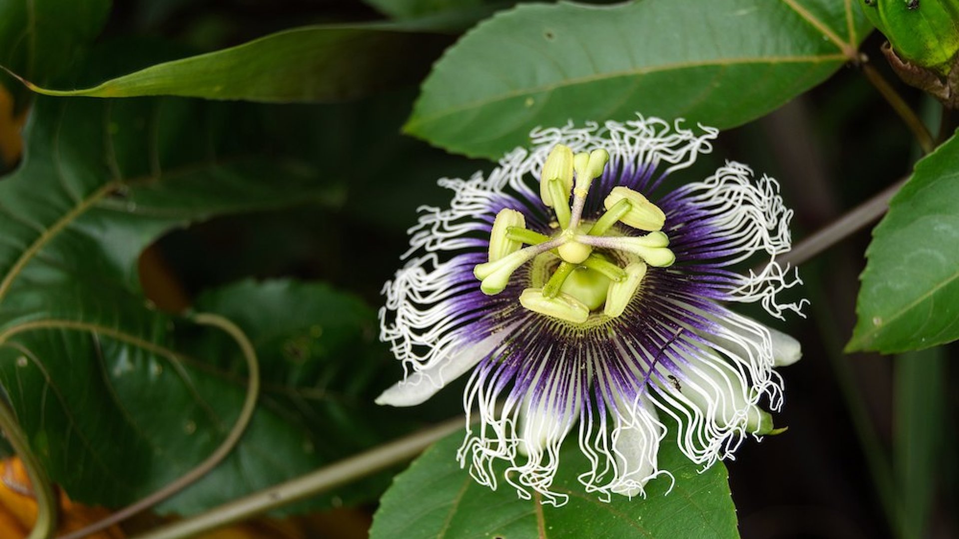 tiglio fiori e brattee tisana - rimedi naturali insonnia