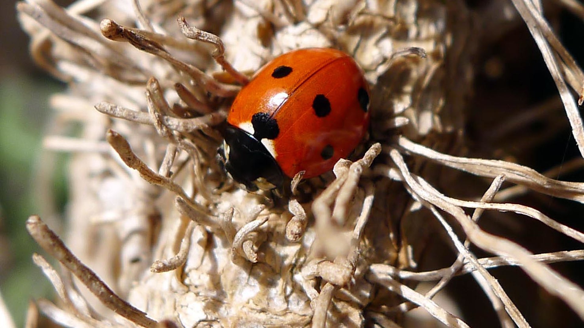 azione.ch Cento coccinelle