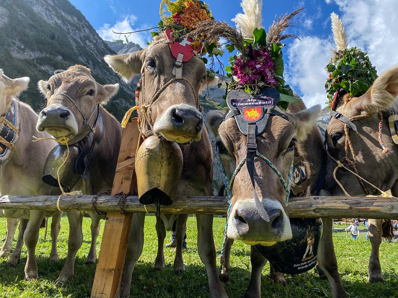 MUCCHE CON CAMPANACCI AL PASCOLO DAL RITORNO DALL' ALPE A